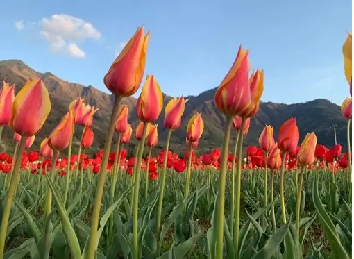 Kashmir Tulip Garden