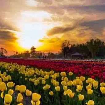 Tulip Garden