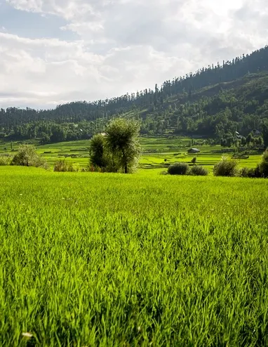 Lolab Valley, Kashmir