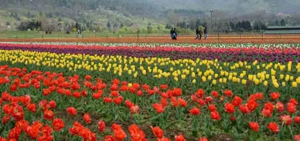Tulip Garden Srinagar